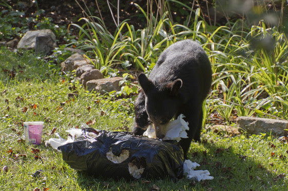 An image of a black bear ripping into a garbage bag.