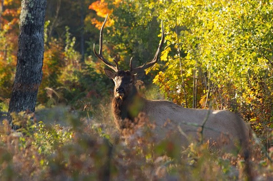 Elk standing in forested area with green and orange foliage. 