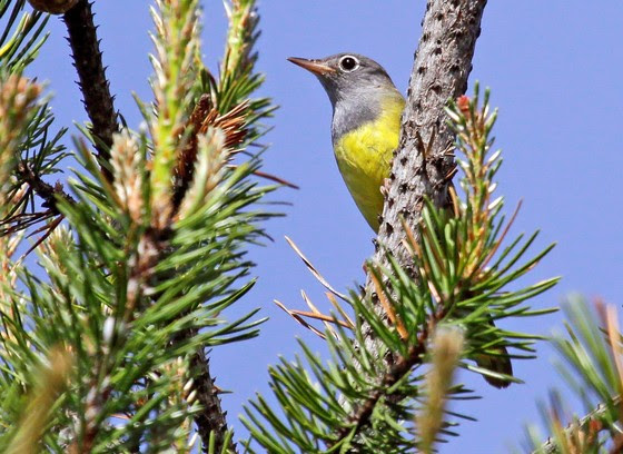 connecticut warbler