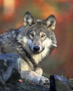 Gray wolf. Credit: Gary Kramer / USFWS