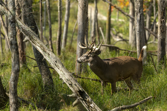 A white-tailed buck walks through tall grass in the woods.