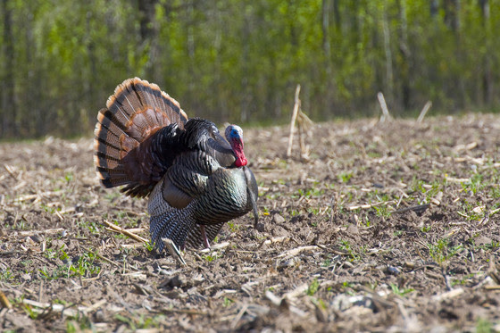 A turkey struts across a field