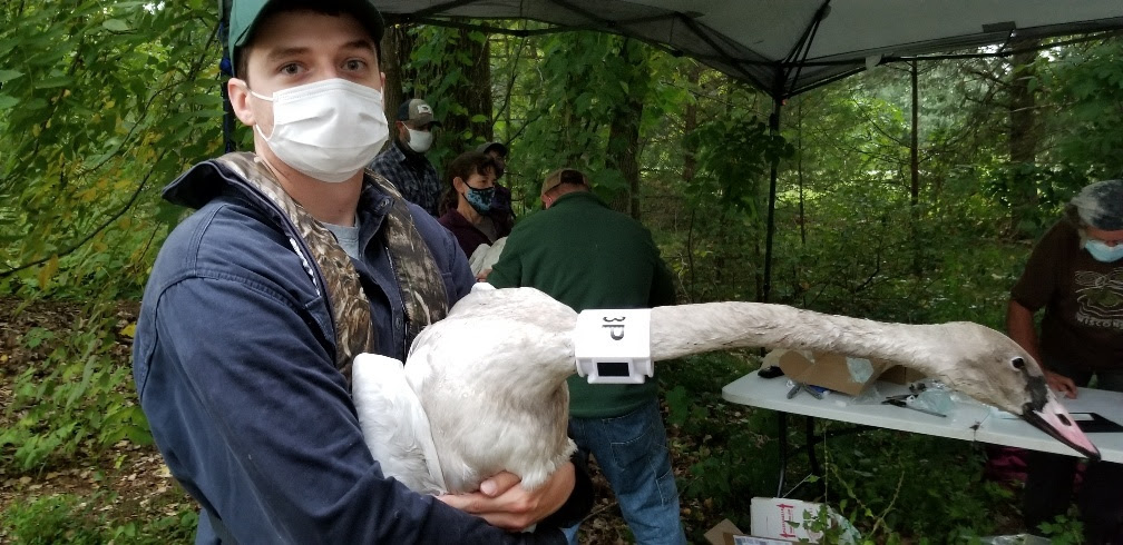 DNR wildlife biologist Jeff Williams holds a trumpeter swan.