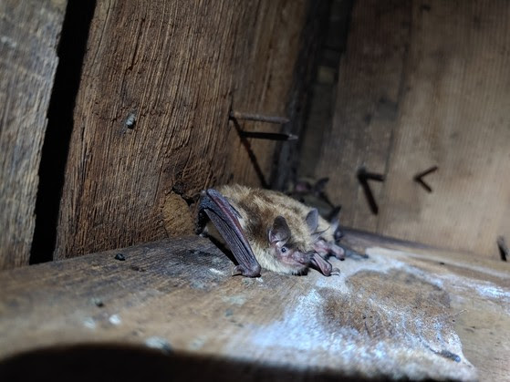 Brown bats roosting in an attic. 