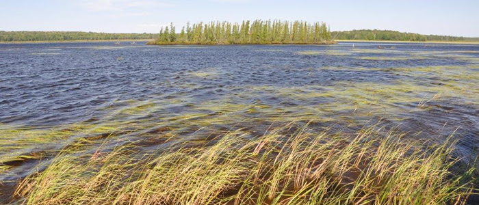 A view of Little Rice Lake, with wild rice blowing in the wind. 