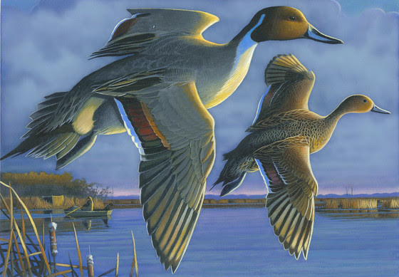 2021 Waterfowl Stamp art by Caleb Metrich of Lake Tomahawk