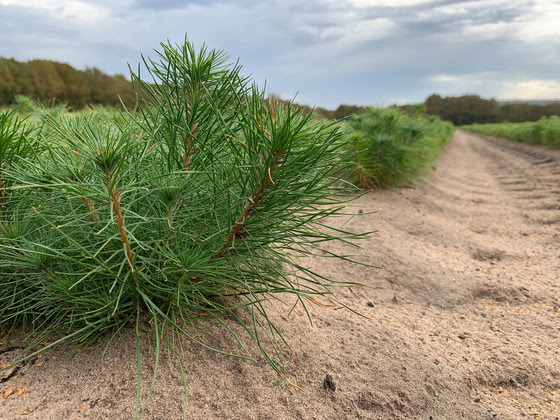 row of pine seedlings planted in sandy soil