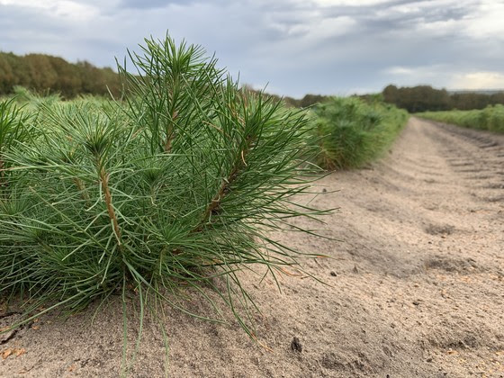 pine seedling