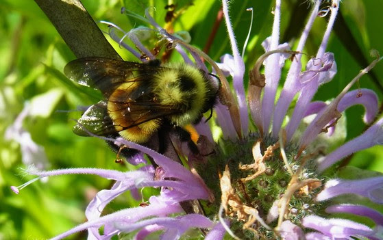 close up of a bumble bee on a flower