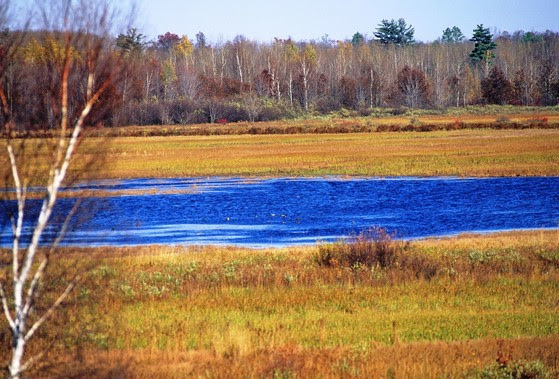 Sandhill Wildlife Area's marsh and grasses on a sunny day. 