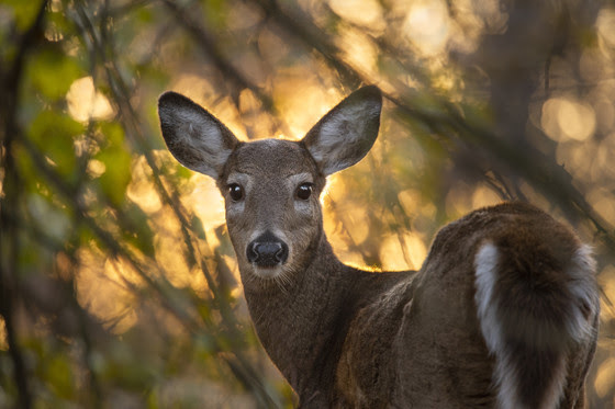 whitetail doe looking at camera