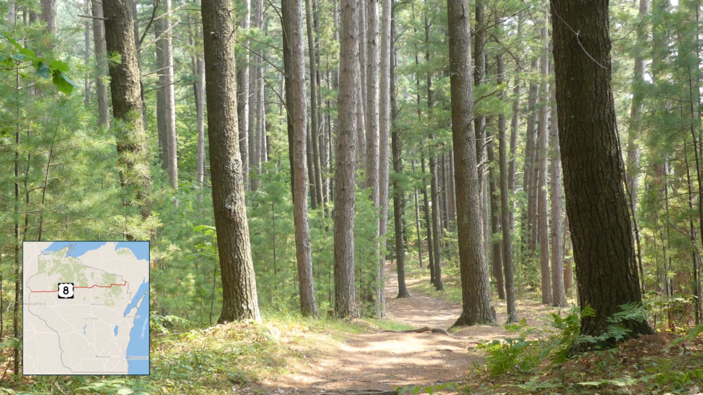 Picture of trees in the Northern Highland-American Legion State Forest
