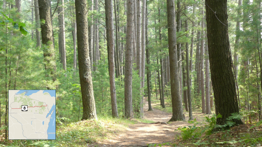 Picture of trees in the Northern Highland-American Legion State Forest