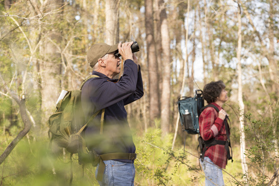 Active senior adult couple hiking through a wooded forest area.  They wear backpacks and use binoculars to watch birds as they enjoy nature.