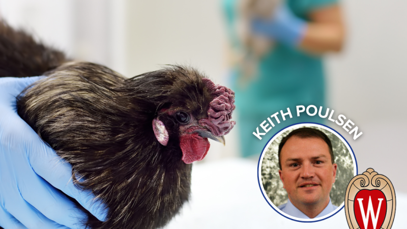 Bird Flu Poses 'significant' Threat To State's Dairy Industry, UW Expert Sa 20250107 173600 0000