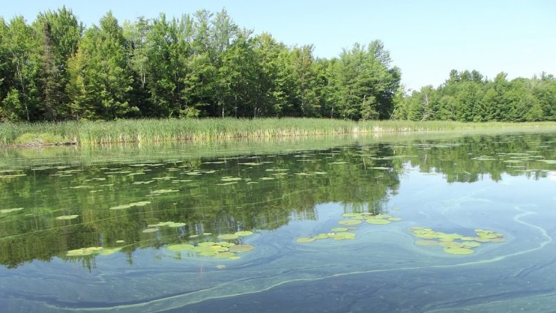 Chippewa Flowage near Hayward, Wisconsin. Photo by David Wise, July 2015.