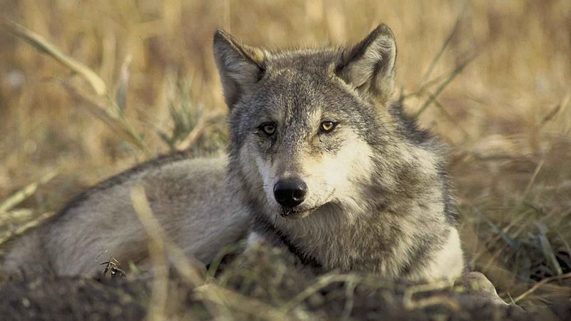 Gray Wolf. Photo from the U.S. Fish and Wildlife Service.
