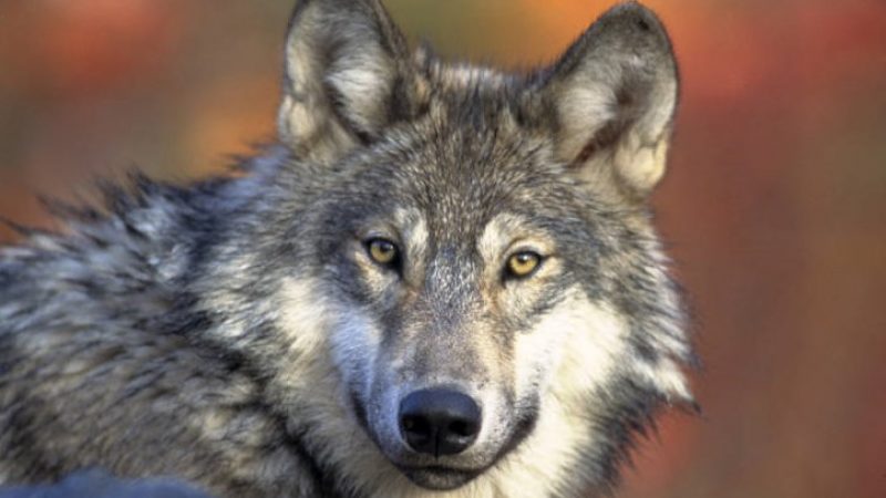 Gray wolf. Credit: Gary Kramer / USFWS