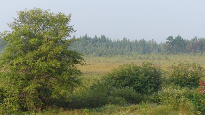 Powell Marsh State Wildlife Area, Vilas County, Wisconsin. Photo by David Wise, Aug. 3, 2025.