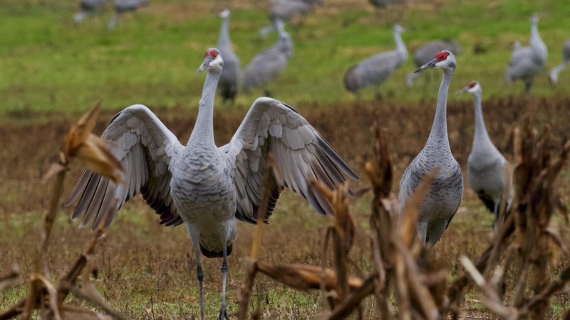 Sandhill cranes. Photo by A. G. Rosales distributed for free use via Pexels: https://www.pexels.com/photo/29723853/