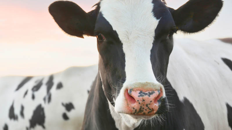 Dairy Farm 060225