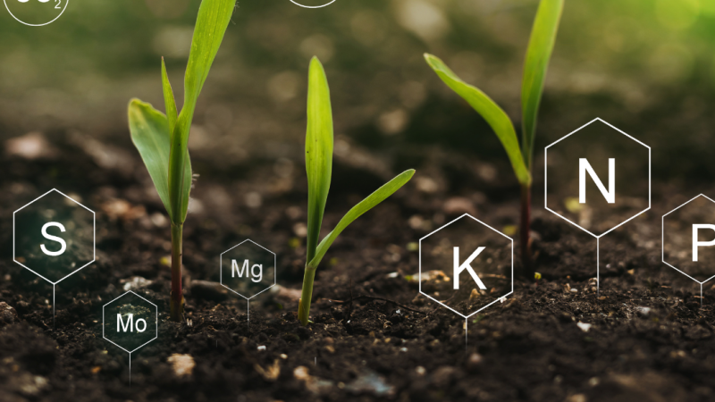 Soil Nutrient 071024
