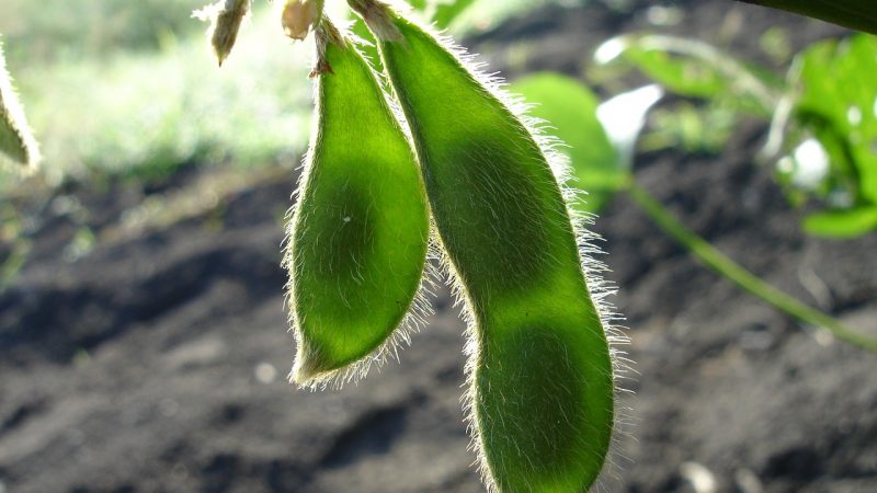 Soybeans