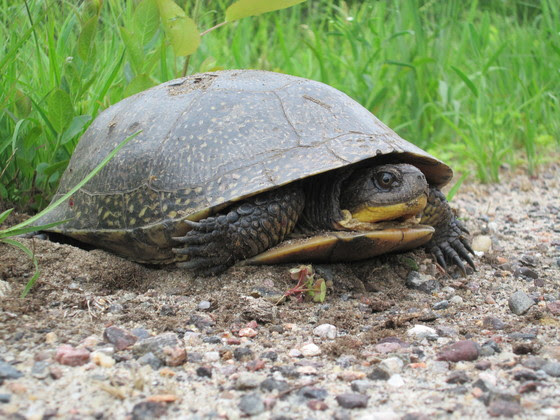 A Blanding's turtle walking on gravel with grass behind it.